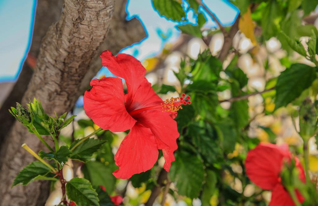 Vila Channa - Adults Only Albufeira Exterior foto